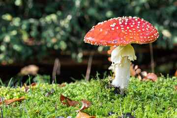 Fliegenpilz am Waldrand.