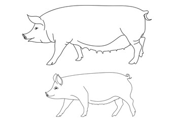 Pig or hog with piglet. Outline silhouette. Pork, farm animal symbol. Hand drawn sketch. Vector illustration.
