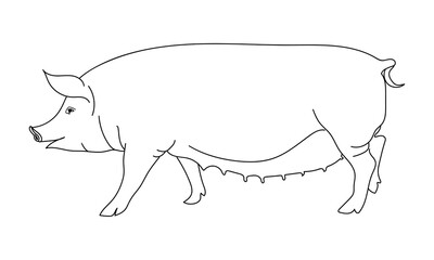 Pig or hog. Outline silhouette. Pork, farm animal symbol. Hand drawn sketch. Vector illustration.