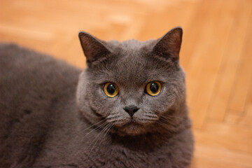 close up portrait of a cat