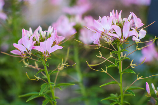 Close up shot of a pink cleoma flower on a soft blurry background