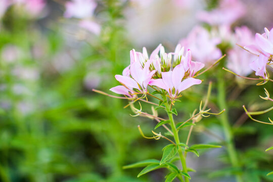 Close up shot of a pink cleoma flower on a soft blurry background