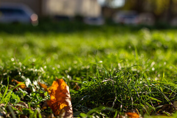 autumn leave on the grass