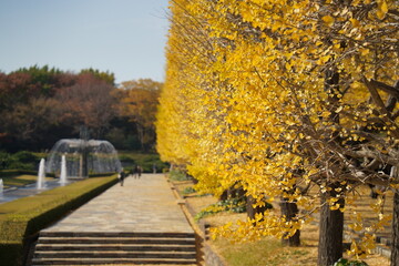 昭和記念公園のイチョウ並木