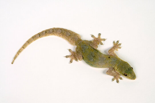 Common house gecko // Asiatischer Hausgecko (Hemidactylus frenatus)