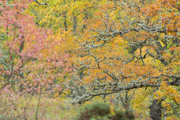 Autumn landscape in a Spanish forest with different types of oak trees in it. Taken near Valdelateja, Burgos, Spain, in October 2020.