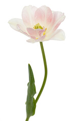 Pink flowers of Angelique tulip, isolated on white background