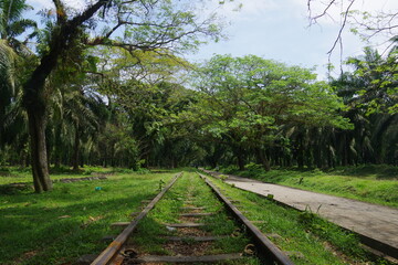 Obraz premium Beautiful view of forest in a village in North Sumatera, Indonesia