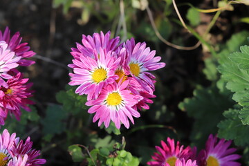 秋の花壇に咲く小菊のピンクの花