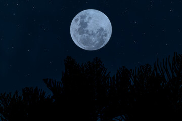Obraz na płótnie Canvas Full moon on sky with silhouette tree branch in the night.