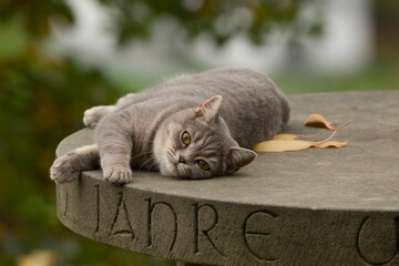 Cat