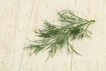 Fresh green dill herb branch