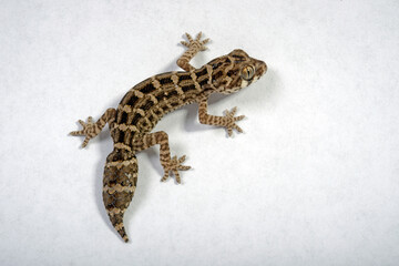Carrot-tail viper gecko // Rübenschwanz-Viperngecko (Hemidactylus imbricatus