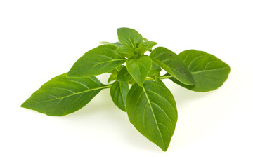 Fresh green Basil leaves - for cooking