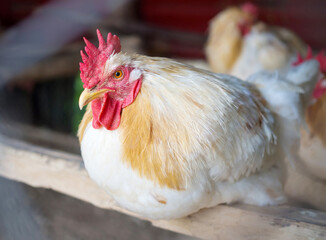 Colorful chicken in farm. eye focus