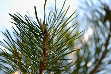 Christmas tree interior closeup green background. Tree ornaments.