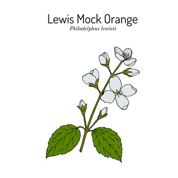 Lewis mock-orange Philadelphus lewisii , state flower of Idaho