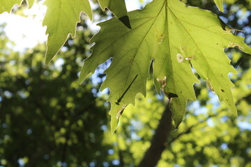 leaves in sunlight