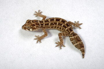 Carrot-tail viper gecko // Rübenschwanz-Viperngecko (Hemidactylus imbricatus - obrazy, fototapety, plakaty