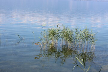 reeds in the water