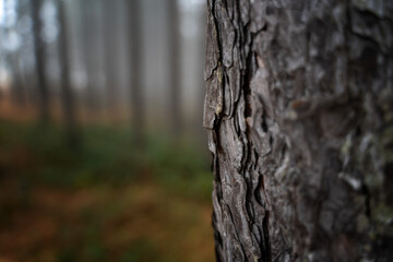 Pine trunk in the forest close up, natural eco background and texture minimalistic image - obrazy, fototapety, plakaty