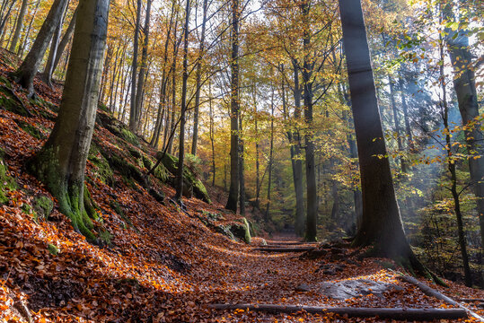 Herbstwald im Elbsandsteingebirge.