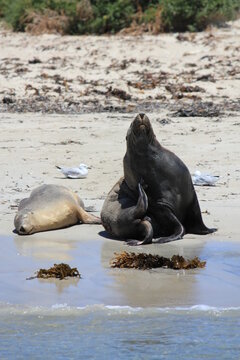 Australian Sea Lions Having A Rest On Shoalwater Islands Marine 