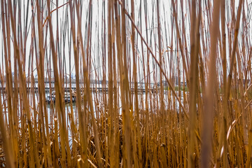 view through a reed at a lido on a lake