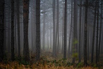 Beautiful landscape of a magical mystical forest, fog in a wild forest with tall pine trees