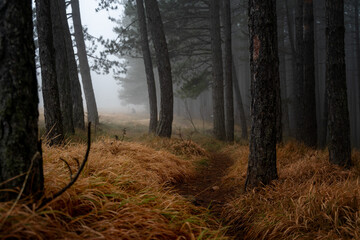Obraz premium Beautiful landscape of a magical mystical forest, fog in a wild forest with tall pine trees
