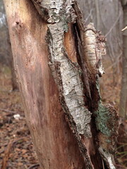 Naklejka premium Tree bark