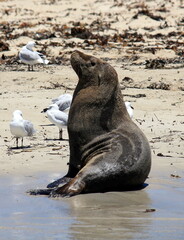 Australian Sea lions having a rest on Shoalwater Islands Marine 