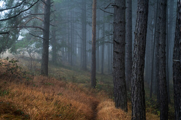 Fototapeta premium Beautiful landscape of a magical mystical forest, fog in a wild forest with tall pine trees