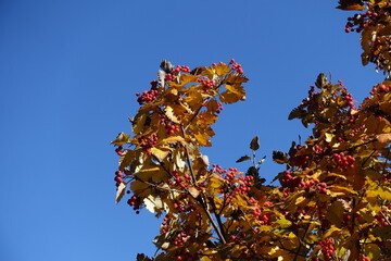 Blue sky and branch of Sorbus aria with fruits in mid October