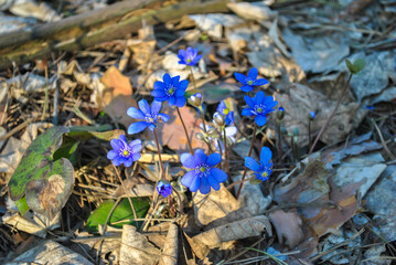 Purple small Hepatica or Liverwort flowers growth in spring forest