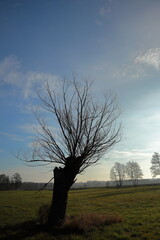 Wierzba głowiasta © Maciej Bonk