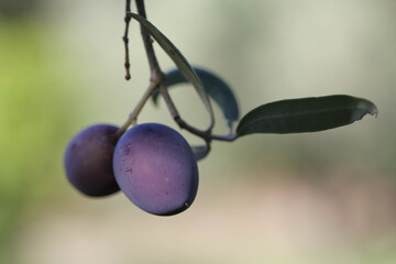Olive