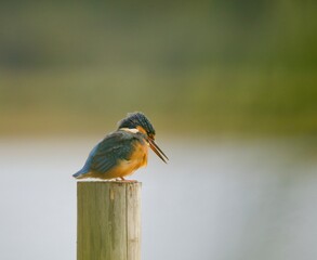 Eisvogel
Kingfisher