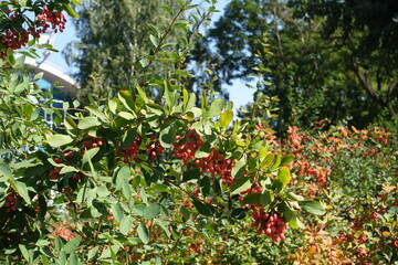 Crooked branch of Berberis vulgaris with red berries in September
