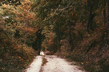 Path between forest trees in autumn