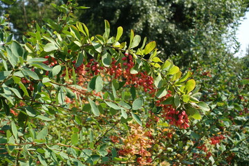 Curved branch of Berberis vulgaris with red berries in September