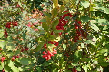 Fruits in the leafage of Berberis vulgaris in September