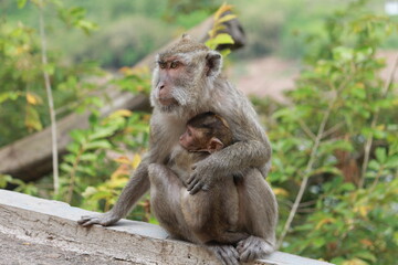 monkey mom with the baby