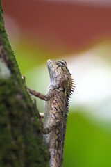 Brown colour chameleone on a tree