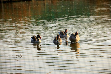 Grey Teal swimming in the lake