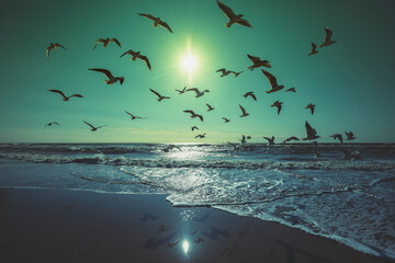 Sunset over the sea. Seagulls flying on the beach. Atlantic ocean in evening, Porto, Portugal, Europe