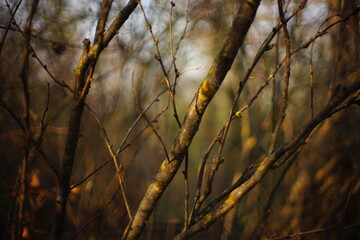 thin tree branches in the autumn forest.