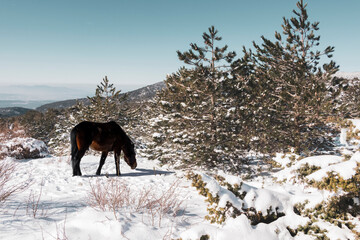 Wild horse covered with snow on Spil Mountain, Manisa.