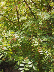 Japanisches Gelbholz oder Szechuanpfeffer (zanthoxylum bungeanum) mit unreife Früchte zwischen Blättern mit aromatish duftenden