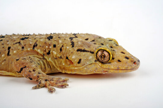 Afrikanischer Hausgecko // African House gecko (Hemidactylus mabouia)